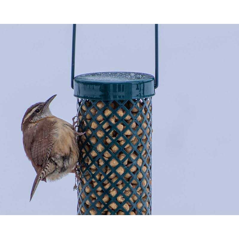 Woodpecker Suet Nuggets No Melt No Waste C840151
