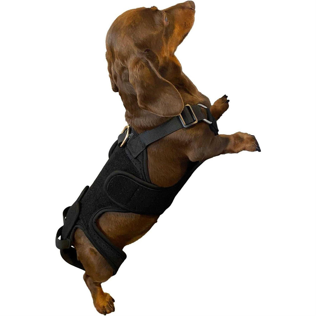 Dog Back Brace F586220