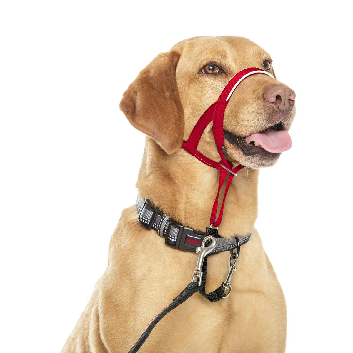 Dog Headcollar P126