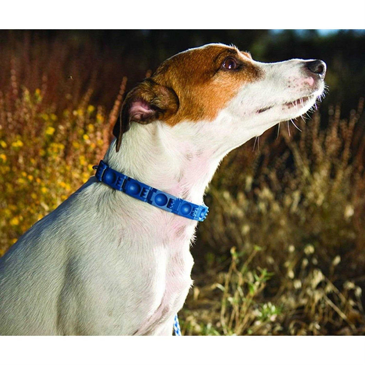 Dog Training Collar S2413