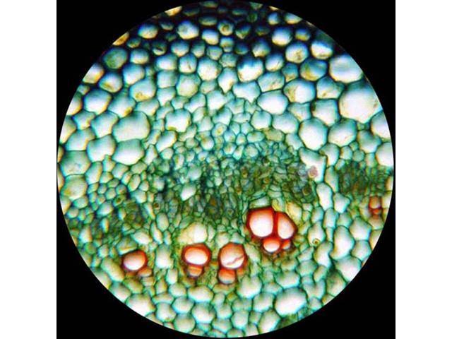 40X-1000X Biological Compound Microscope R44447