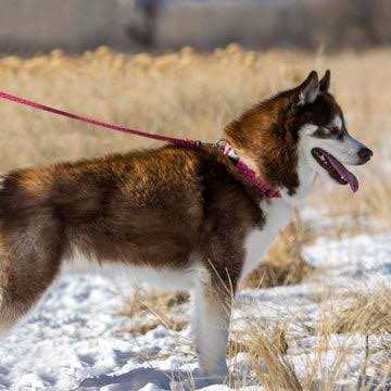 Leash Z80644