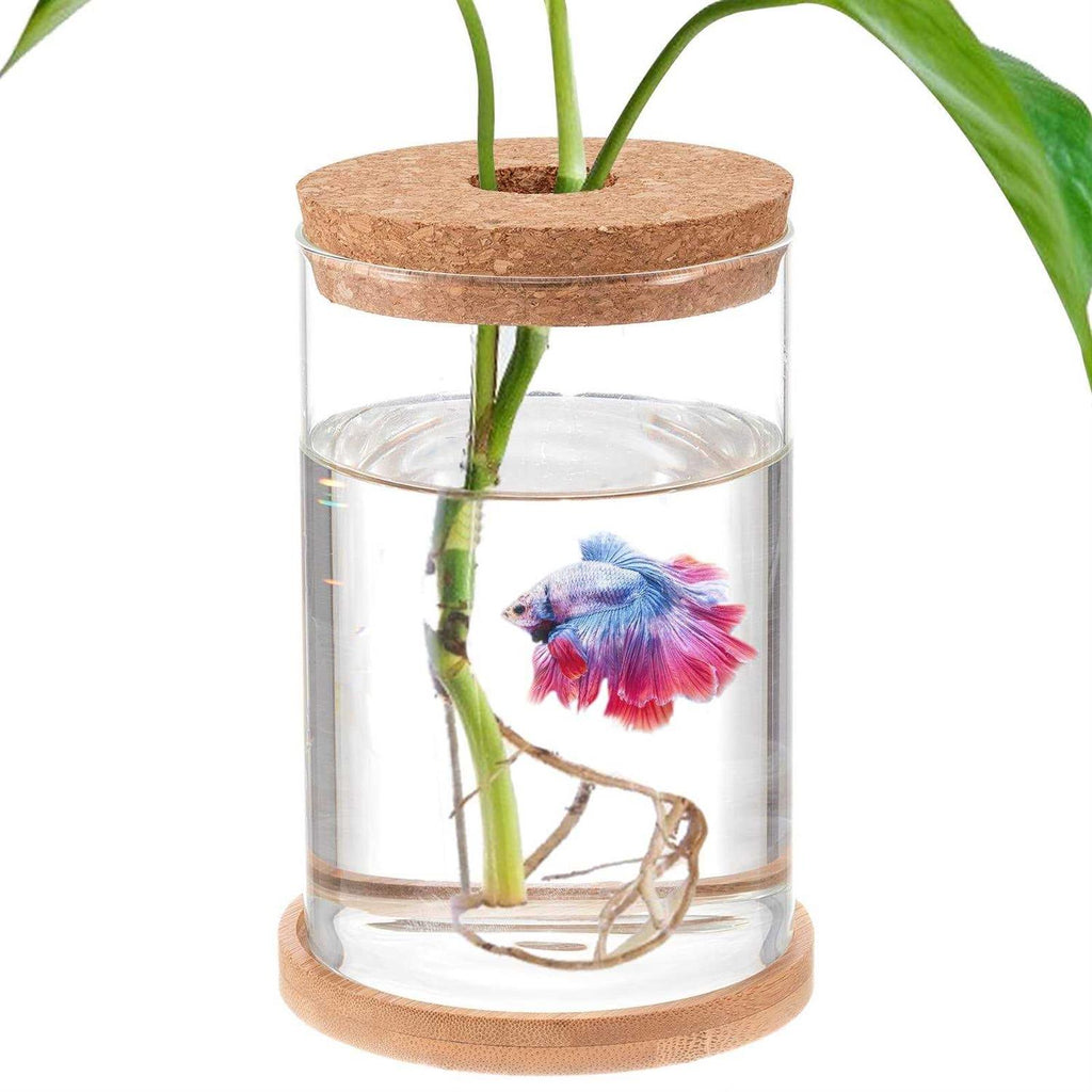 Betta Fish Tank Glass Aquaponic Fish Tank X552686