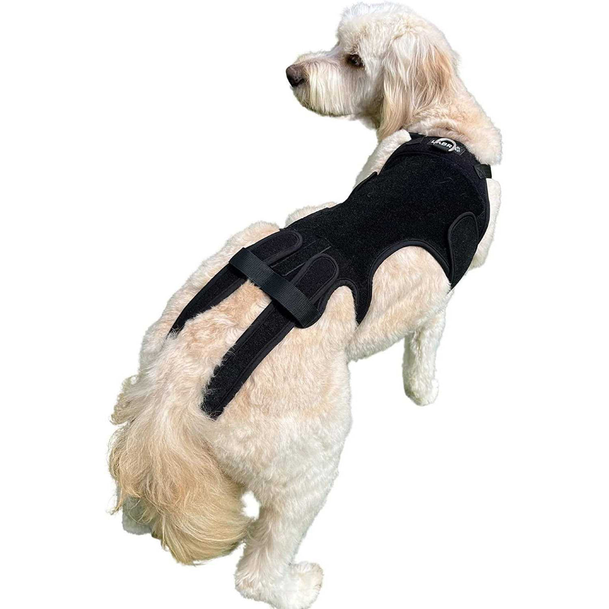 Dog Back Brace F586220
