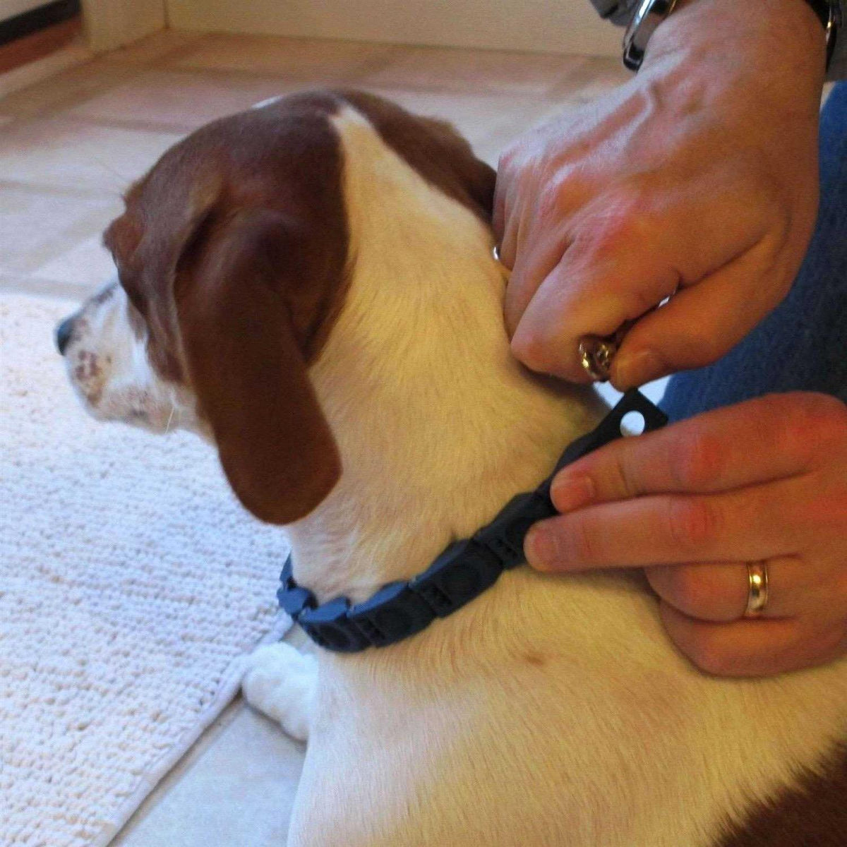 Dog Training Collar S2413