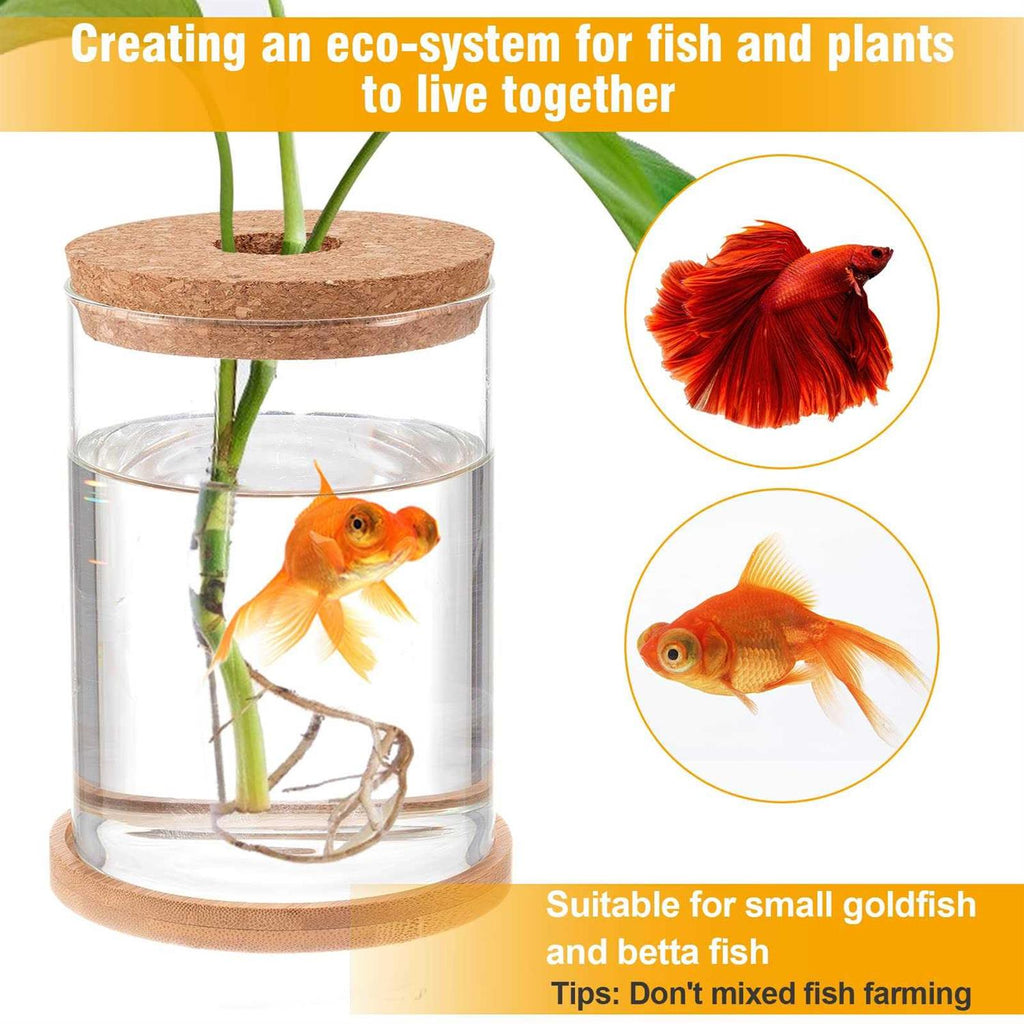 Betta Fish Tank Glass Aquaponic Fish Tank X552686