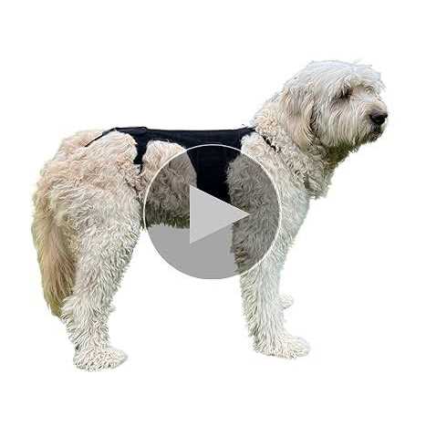 Dog Back Brace F586220