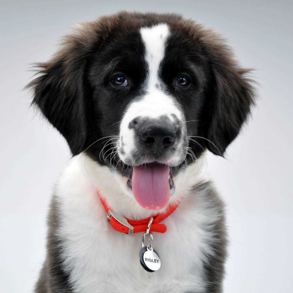 Dog ID Clip Q686